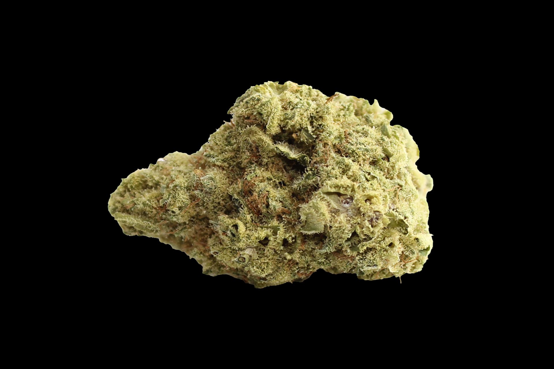 Eufloria 24/1 BAN: Banjo