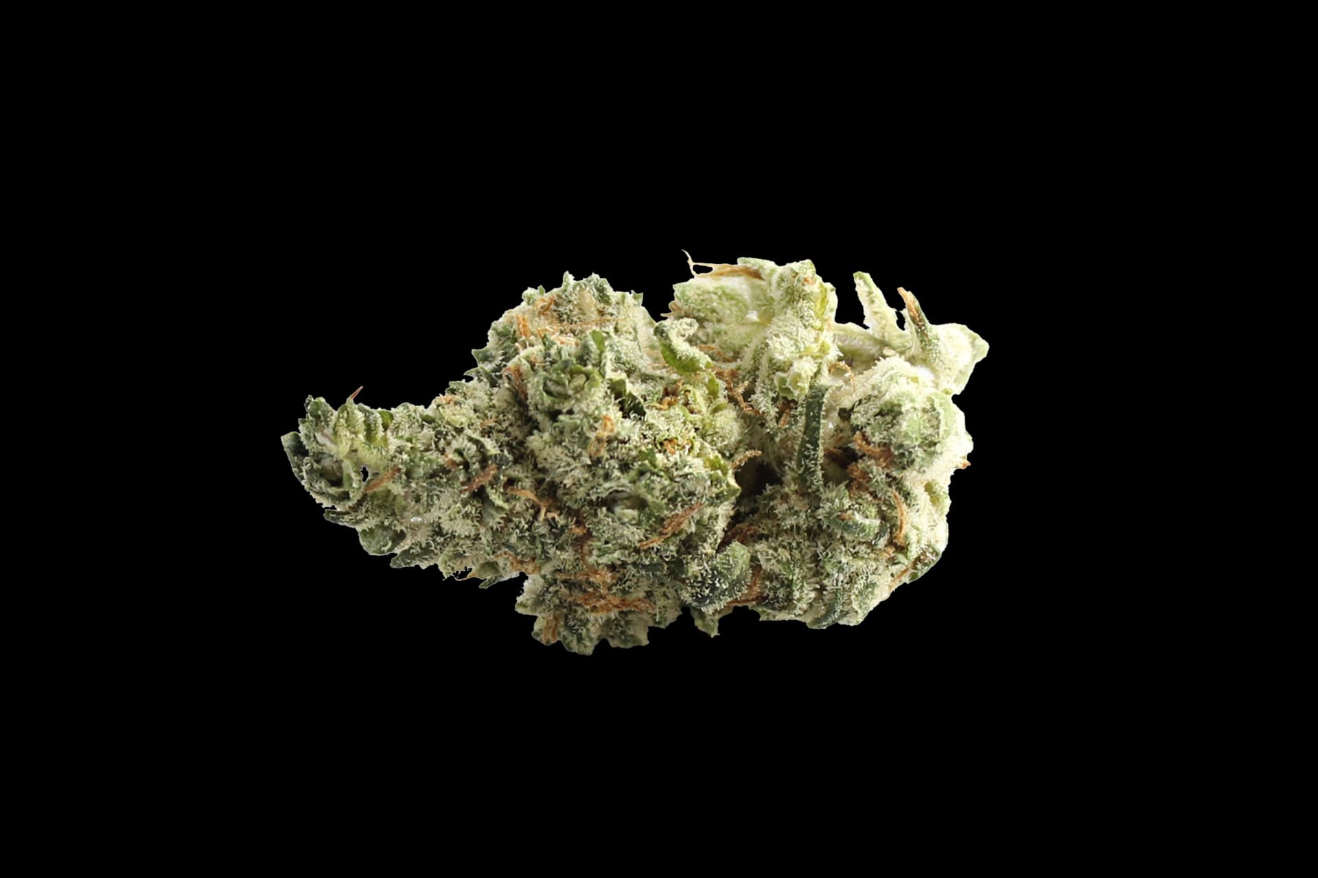 BOTANICS Golden ACE 20/1 Orange Panties