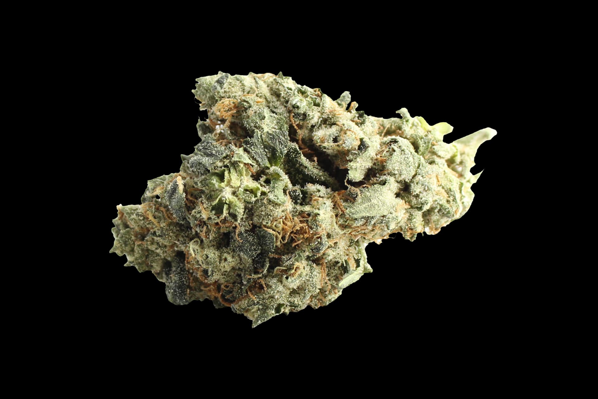 Bathera 26/1: Polar Pop