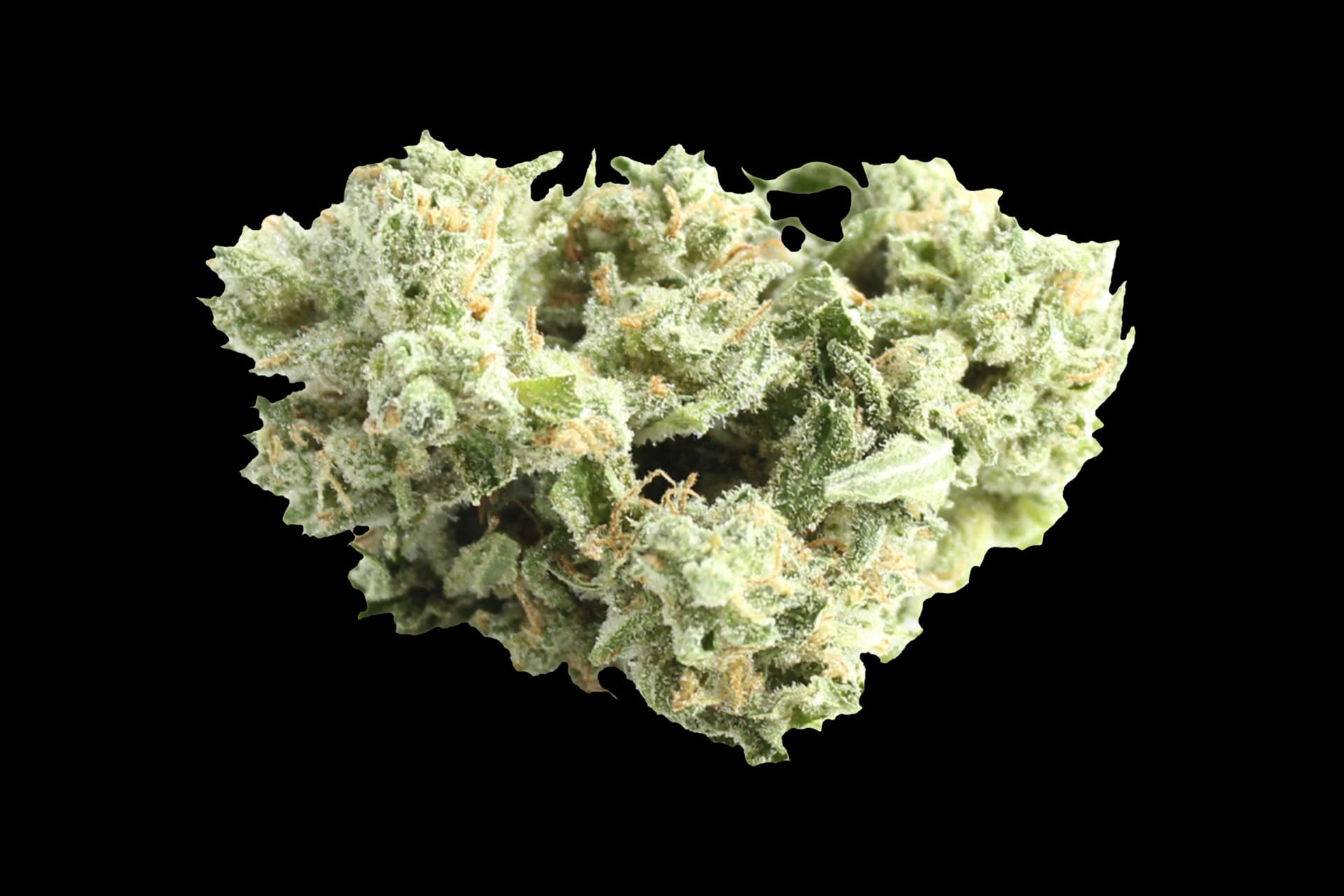 enua 27/1 DSH CA: Dark Shadow Haze