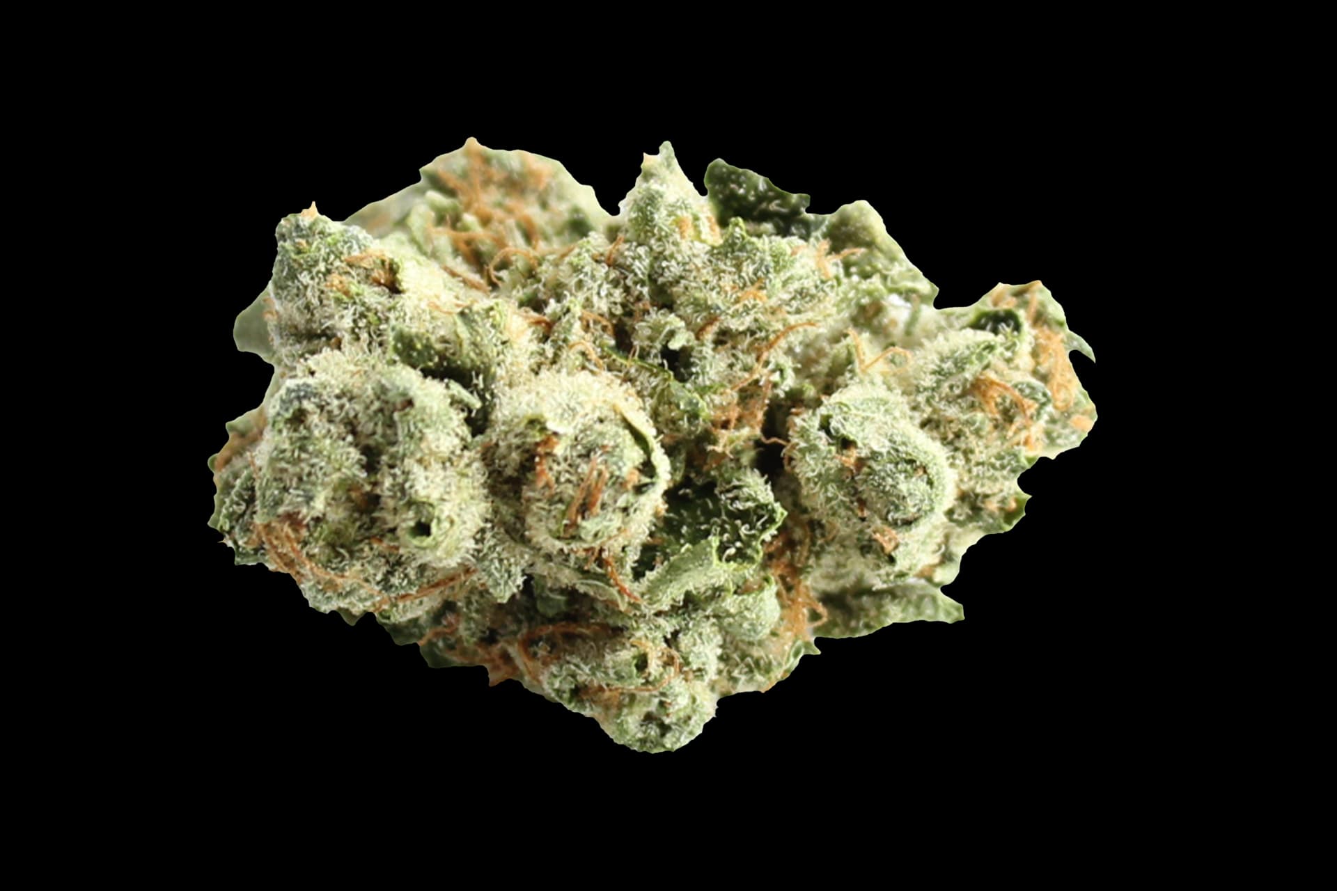 420 Sungrown 27/1 CA LLY: Legendary Larry