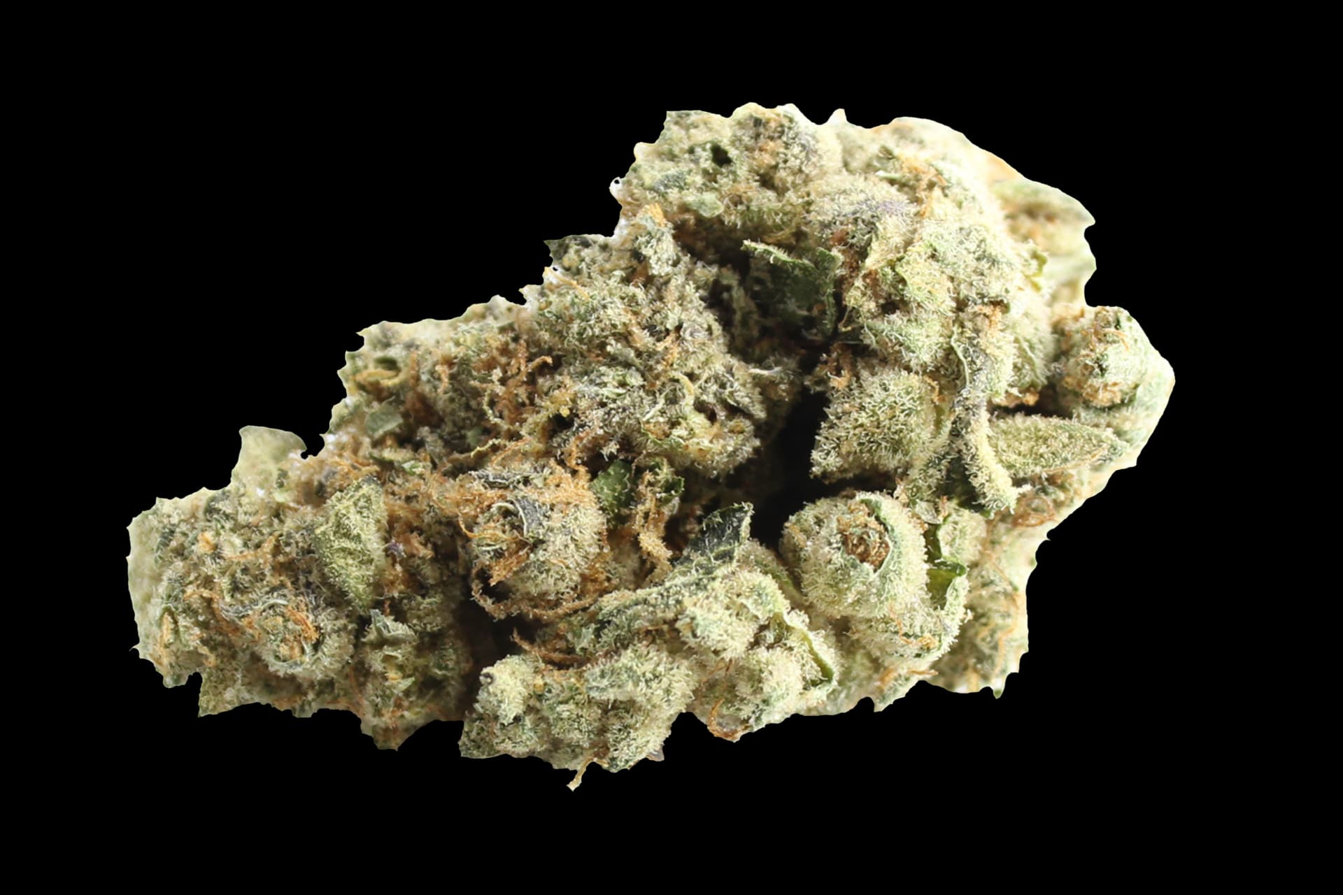 enua 27/1 GMO CA: Koko´s Cookies