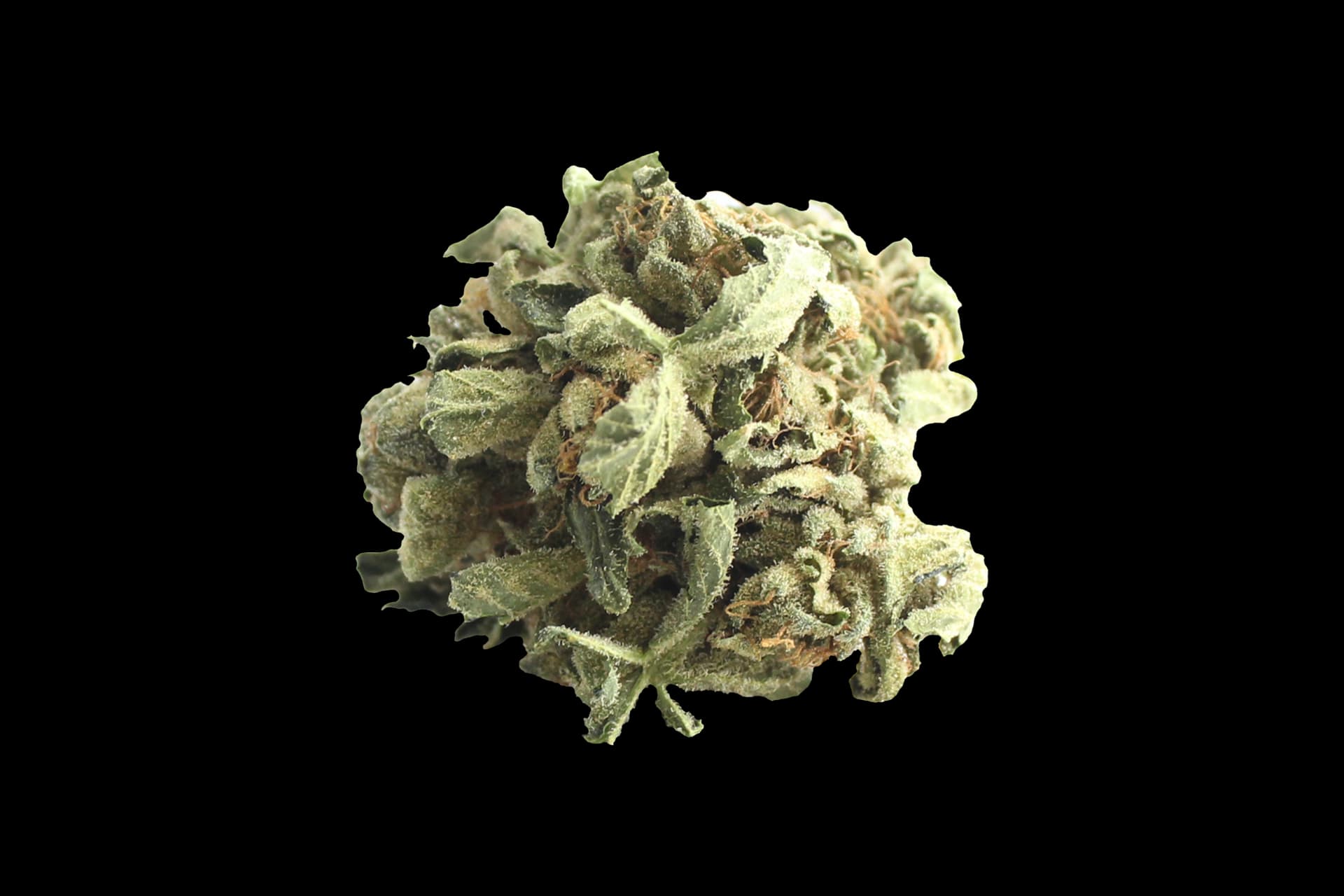 Tilray THC 18 Spotlight Porto: Master Kush