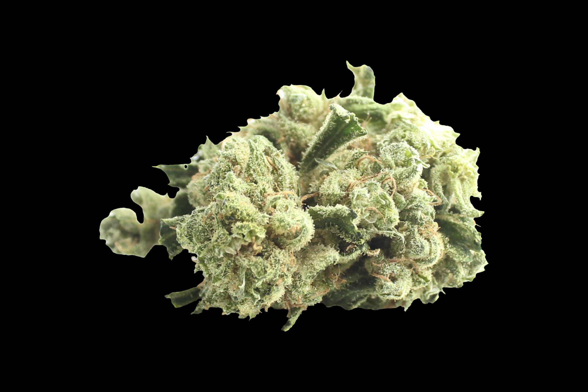 Tilray THC 18 Spotlight Porto: Island Sweet Skunk