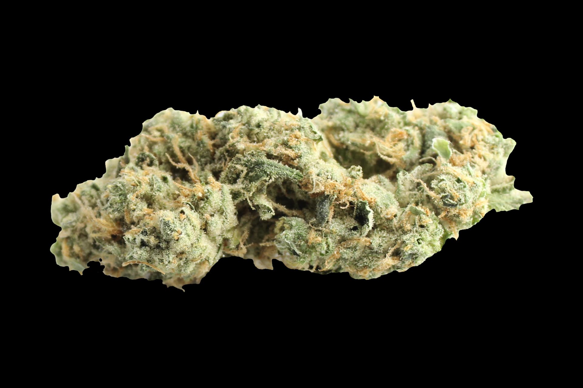 420 Evolution 27/1 CA GMO: GMO