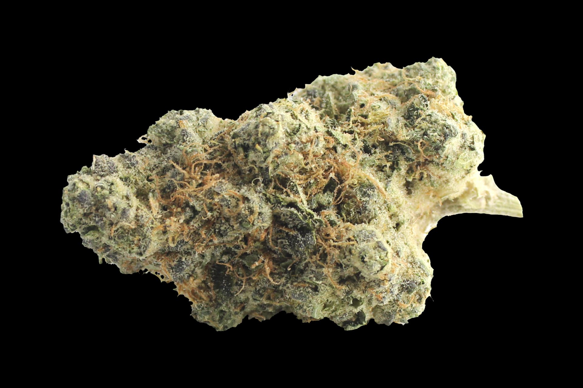 Avaay Signature 31/1 OGC: Ocean Grown Cookies