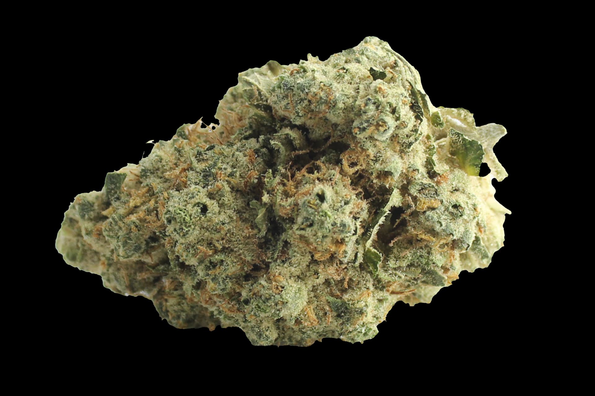 Grünhorn BC 33/1 TCK: Tiger Cake