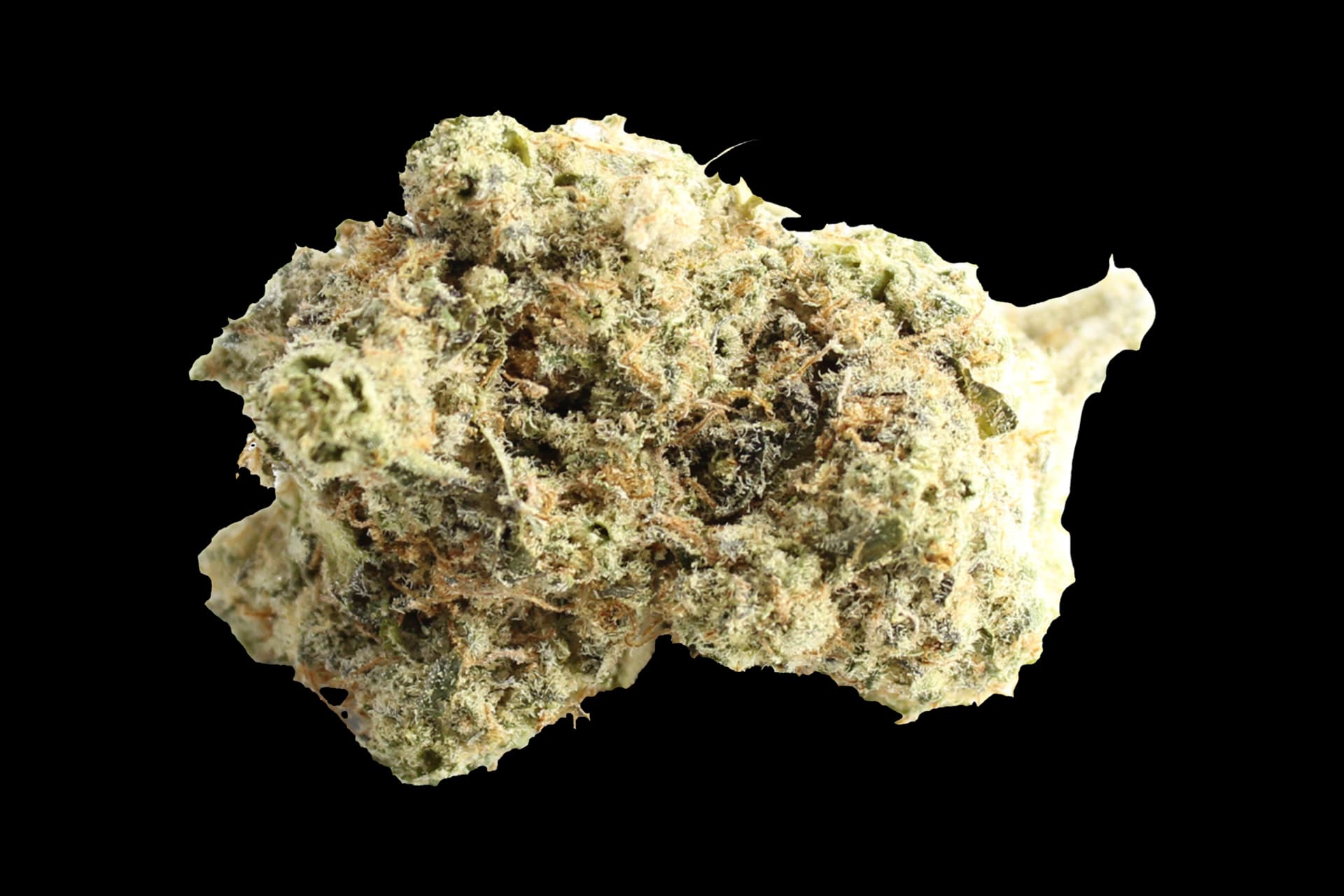 Craft Botanics 27/1 Mimosa