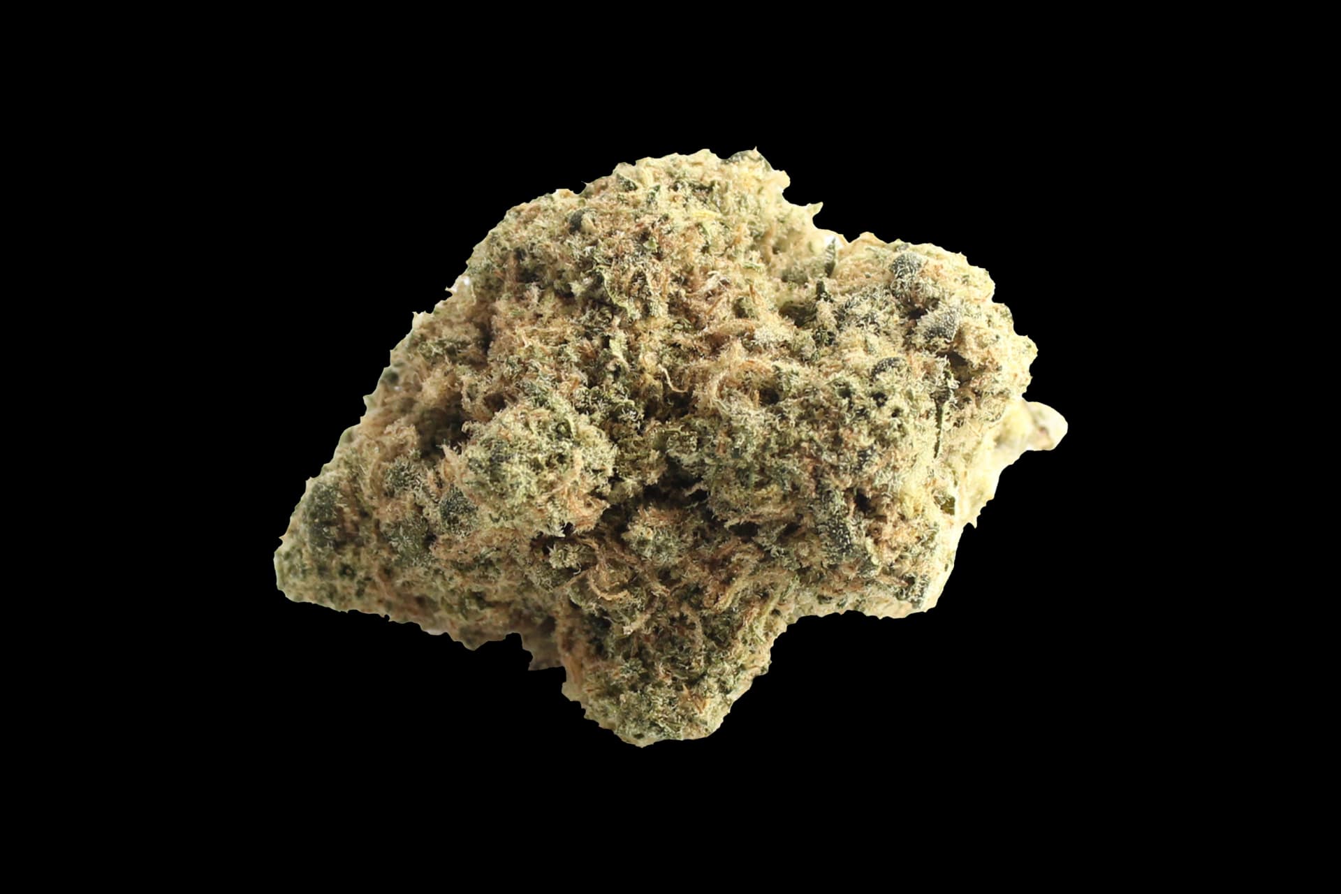 Avaay 23/1 RG: Royal Gorilla