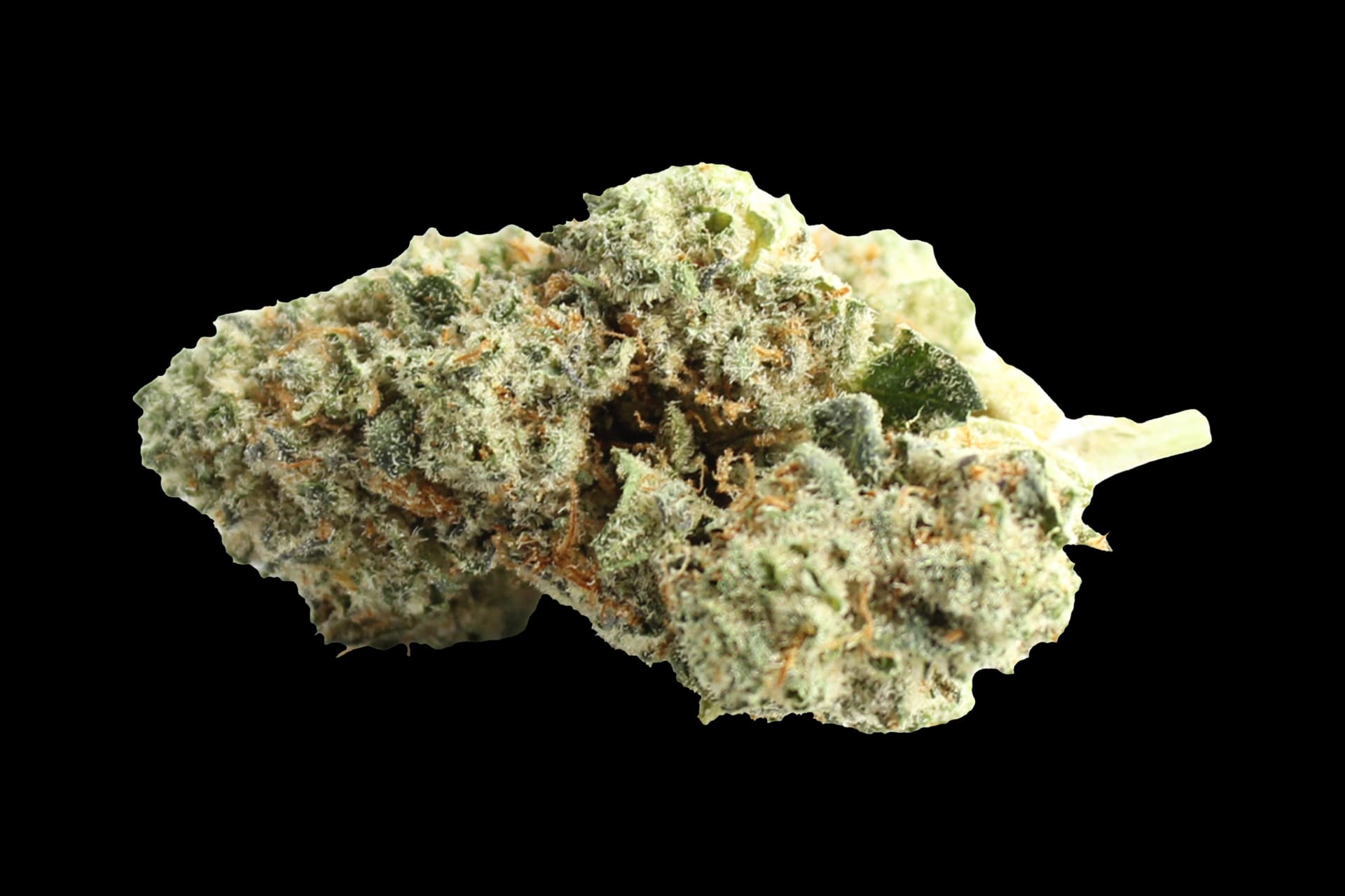 Pedanios 31/1 CMK-CA: Chemango Kush